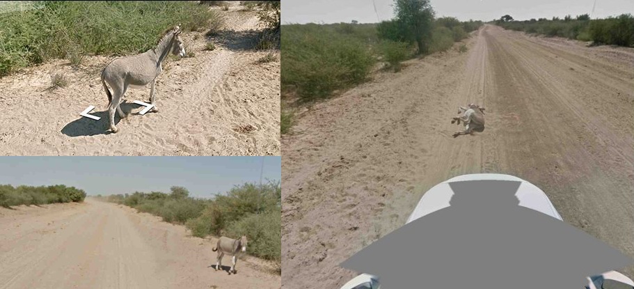 Google-street-car-kills-donkey