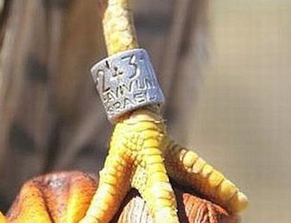 Metal Ring shows 24311 Tel Avivunia Israel written on it