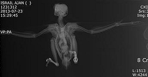 X-ray result of bird detained for spying